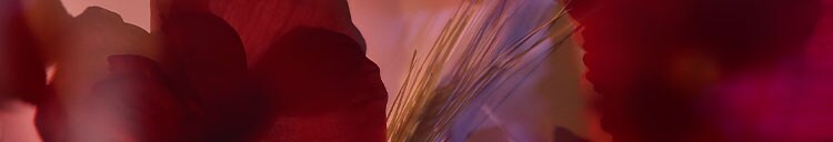 Scarlet Poppy